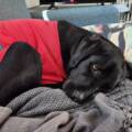 When Love Comes with an Estimate: The Emotional Cost of an Unexpected Vet Bill