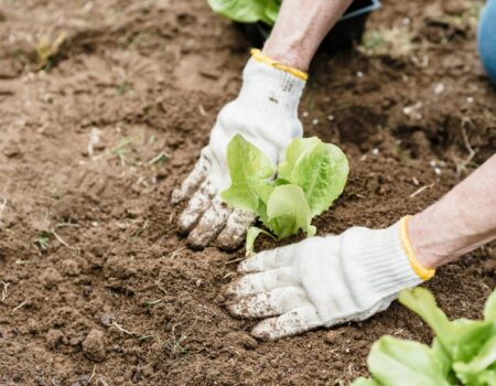 A home garden with both flowers and vegetables growing side by side — a reflection on money mindset and balance, shared by your Accountant in Motueka.