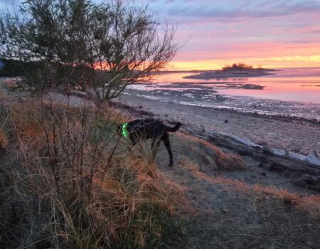 Accountant in Motueka having a walk with her Labrador, Jett.